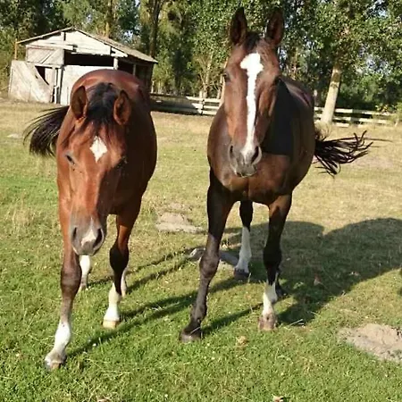 Neu! Ahlbeck - Stettiner Haff * Ahlbeck (Vorpommern-Greifswald)
