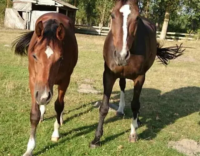 Neu! Ahlbeck - Stettiner Haff * Ahlbeck (Vorpommern-Greifswald)